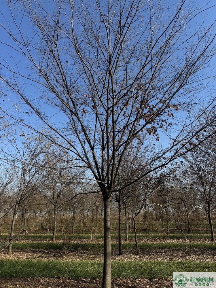 榉树
